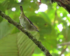 Black-faced Dacnis