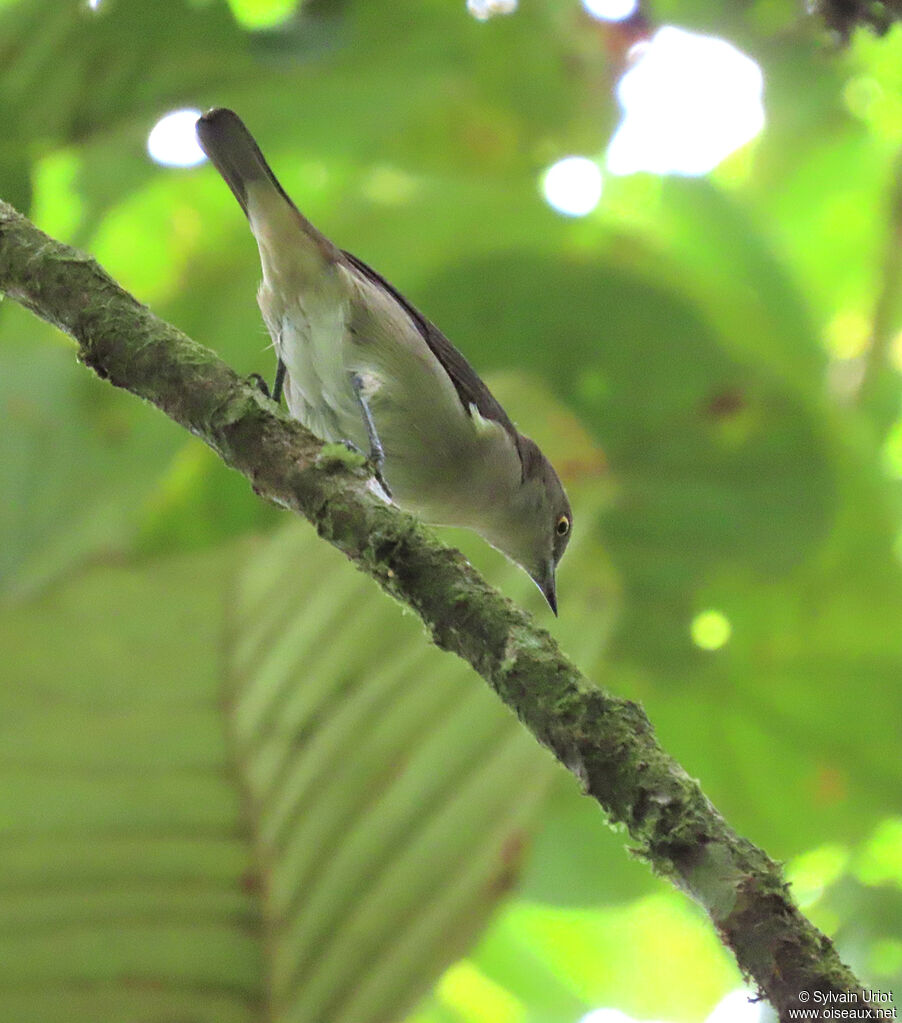 Black-faced Dacnis female adult