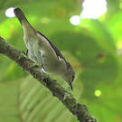 Dacnis à coiffe bleue