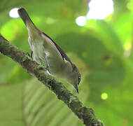 Black-faced Dacnis