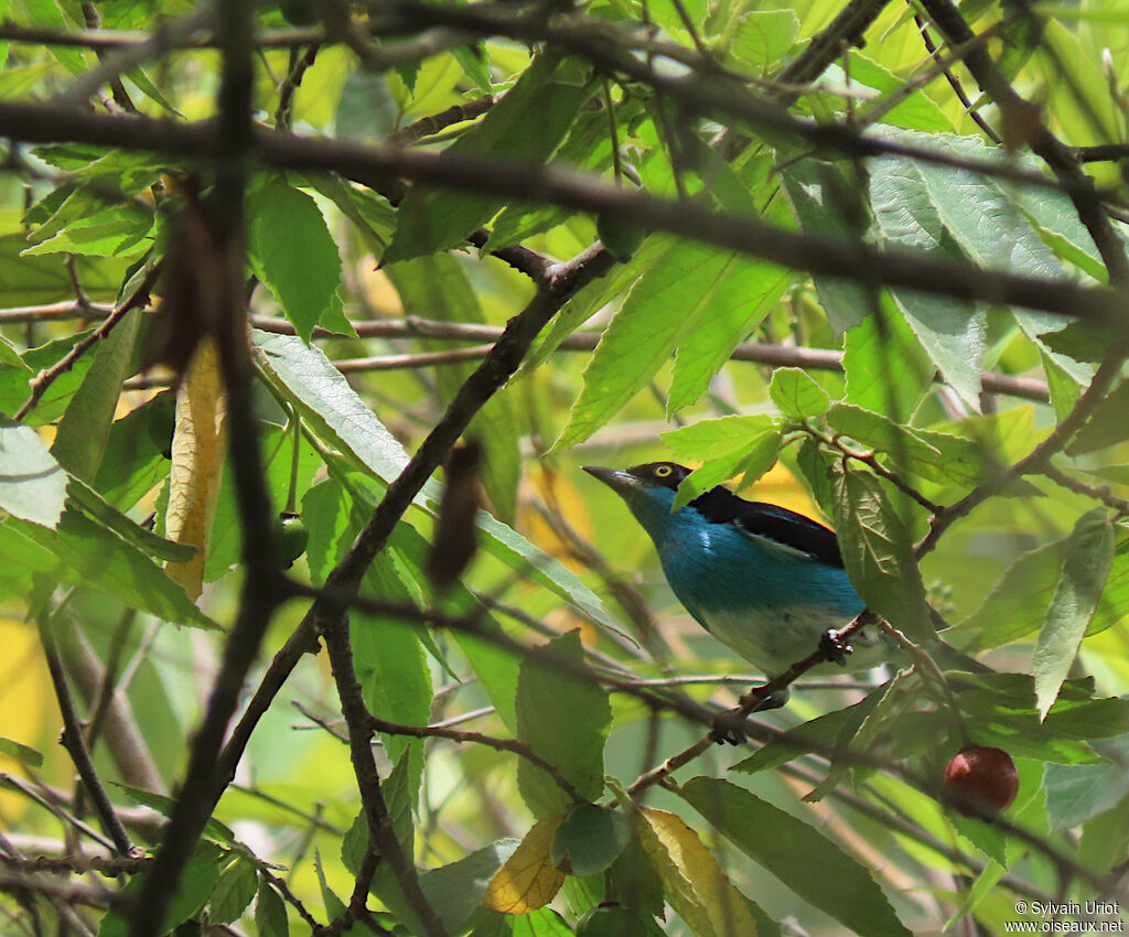 Dacnis à coiffe bleue mâle adulte