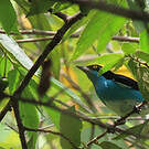 Dacnis à coiffe bleue