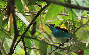 Black-faced Dacnis