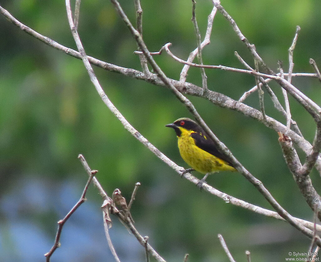 Dacnis à ventre jaune mâle adulte