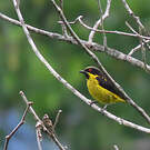 Dacnis à ventre jaune