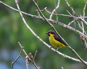 Dacnis à ventre jaune