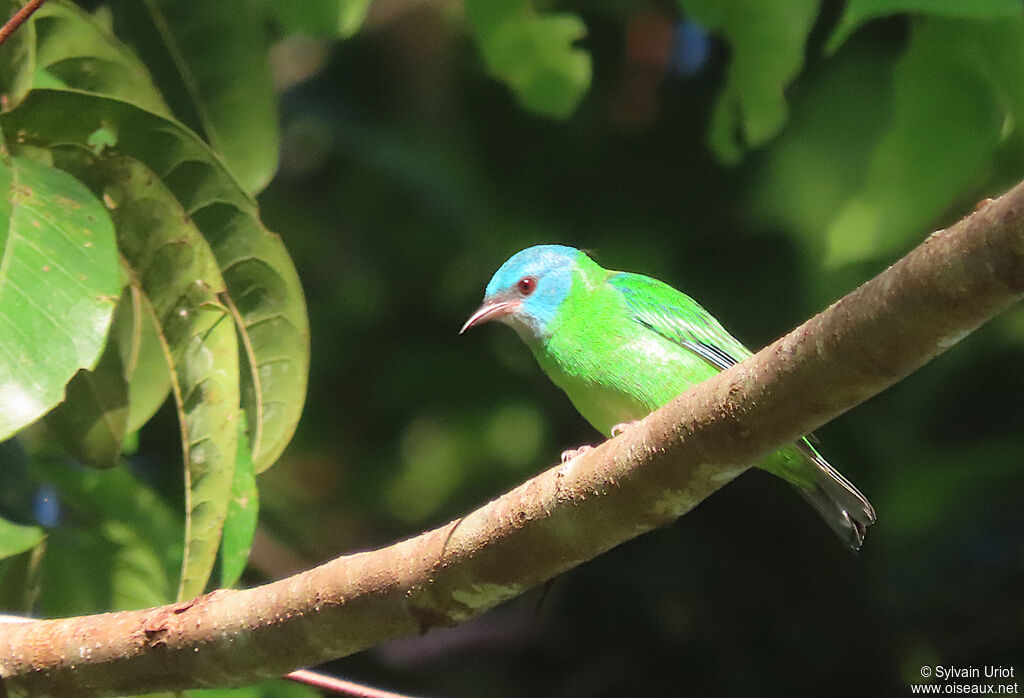 Dacnis bleu femelle adulte