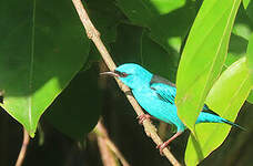 Dacnis bleu