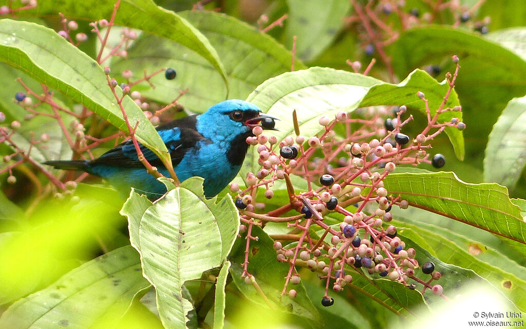 Dacnis bleu mâle adulte