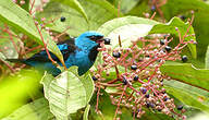 Dacnis bleu