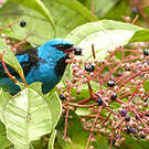 Dacnis bleu
