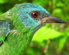 Blue Dacnis