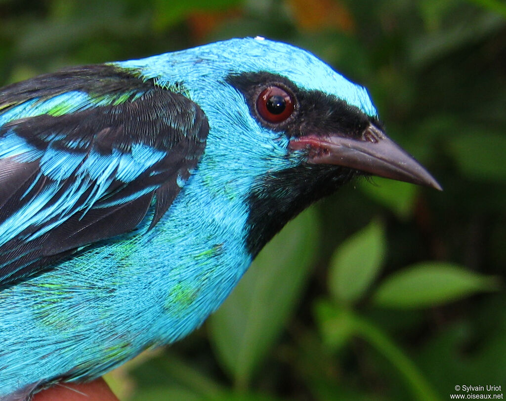 Dacnis bleu mâle adulte