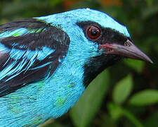 Blue Dacnis