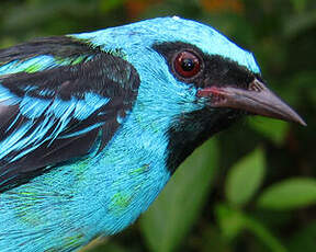 Dacnis bleu