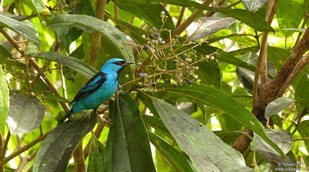 Blue Dacnis male adult