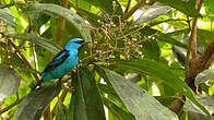 Dacnis bleu