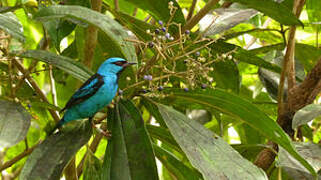 Blue Dacnis