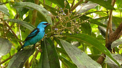 Dacnis bleu