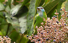 Dacnis bleu