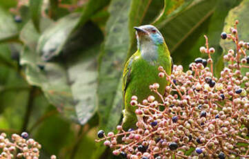 Dacnis bleu