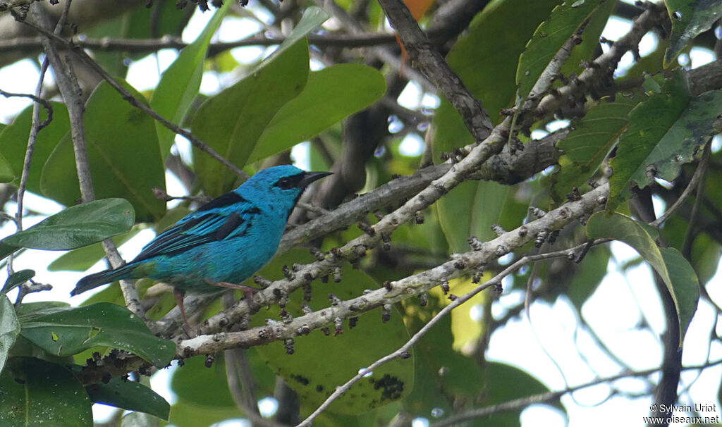 Blue Dacnis male adult