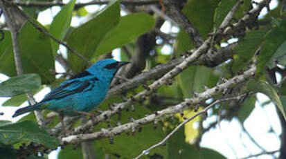 Dacnis bleu