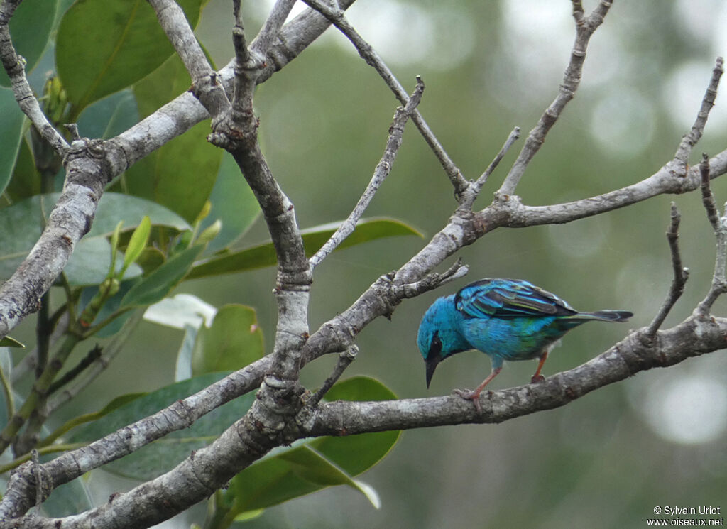 Blue Dacnis male adult