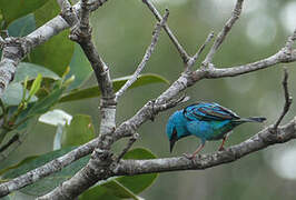 Dacnis bleu