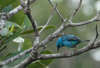 Dacnis bleu