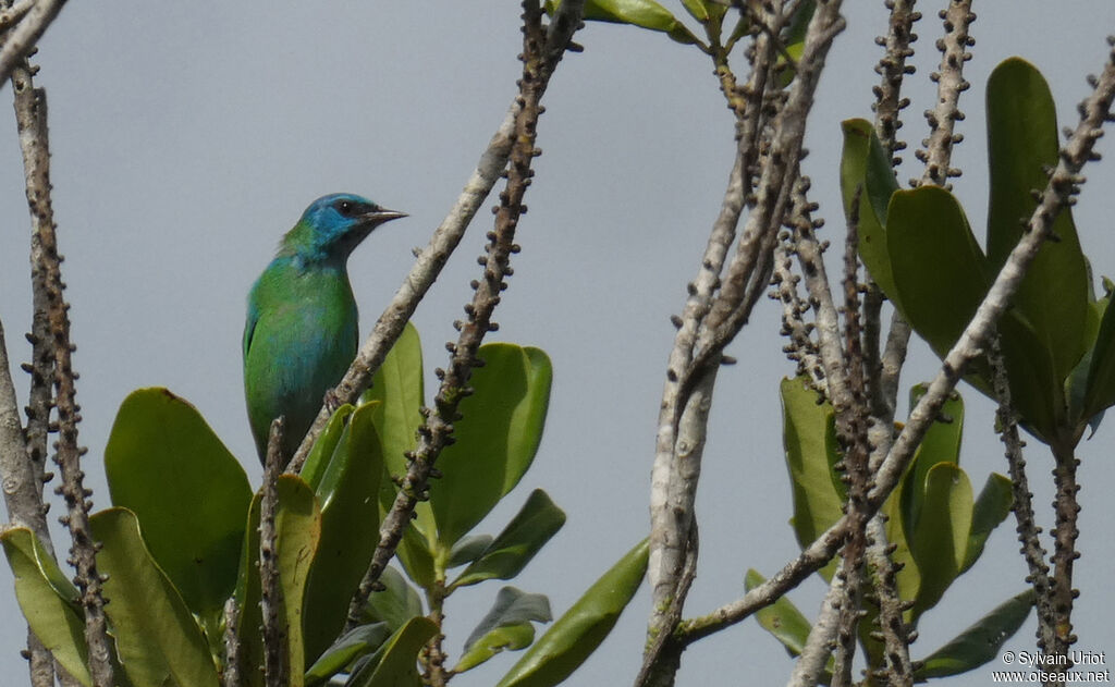 Blue Dacnis male immature