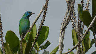 Dacnis bleu