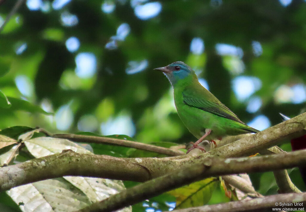 Dacnis bleu femelle adulte