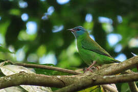 Dacnis bleu