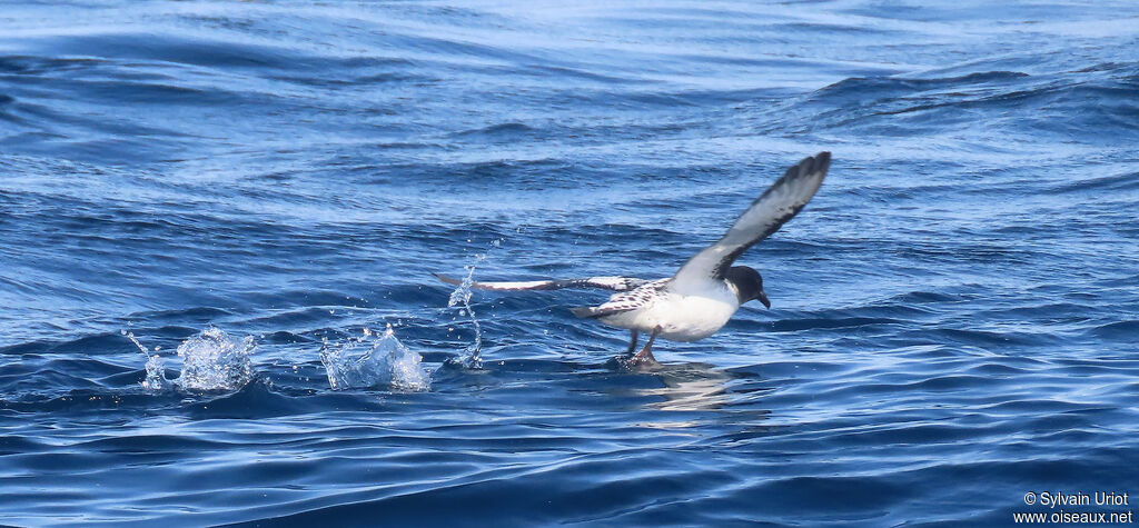 Cape Petreladult