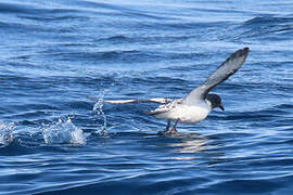 Cape Petrel