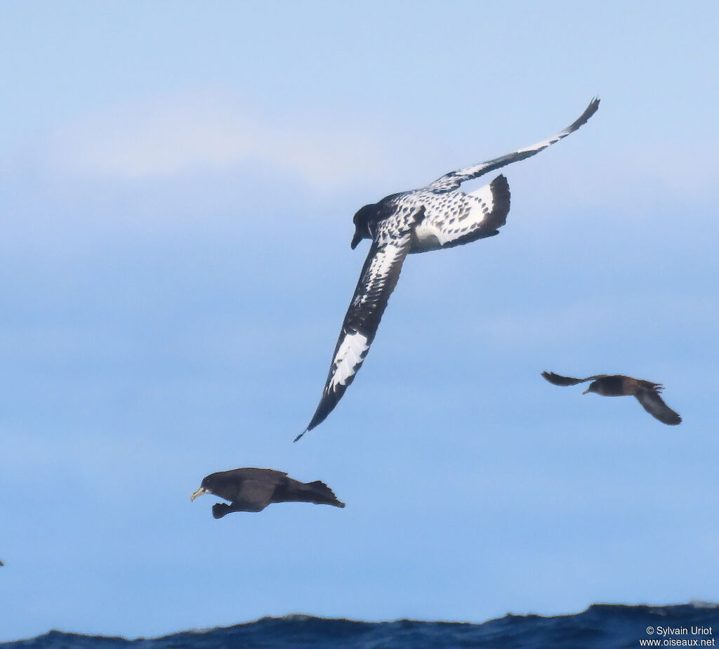 Cape Petreladult