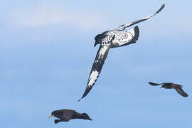 Cape Petrel