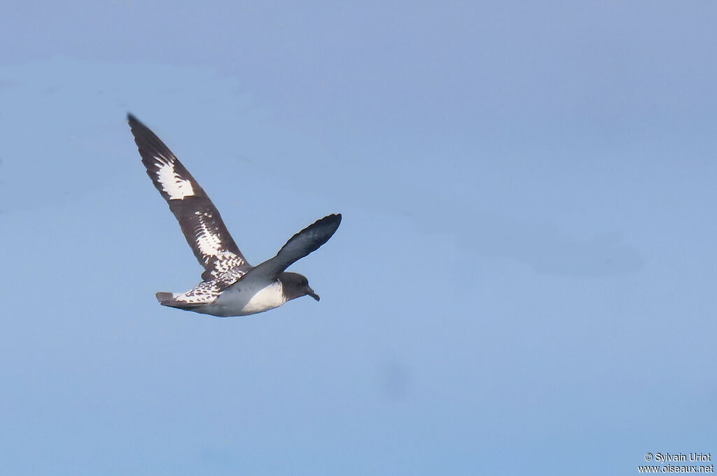 Cape Petreladult