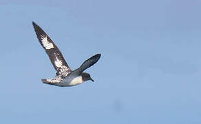 Cape Petrel