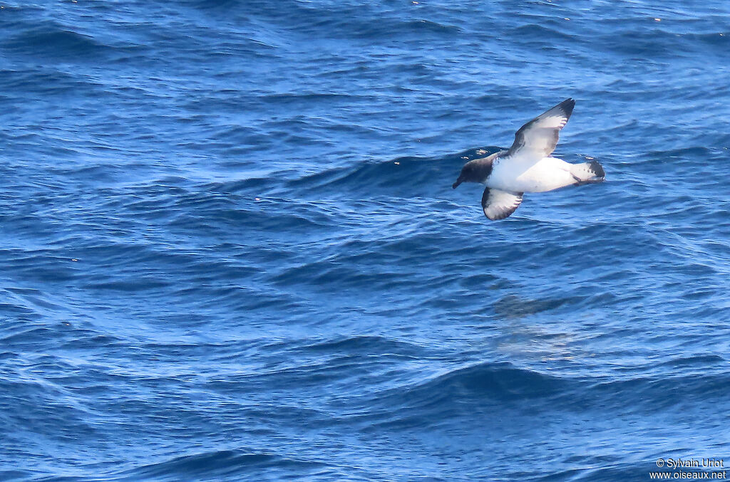 Cape Petreladult