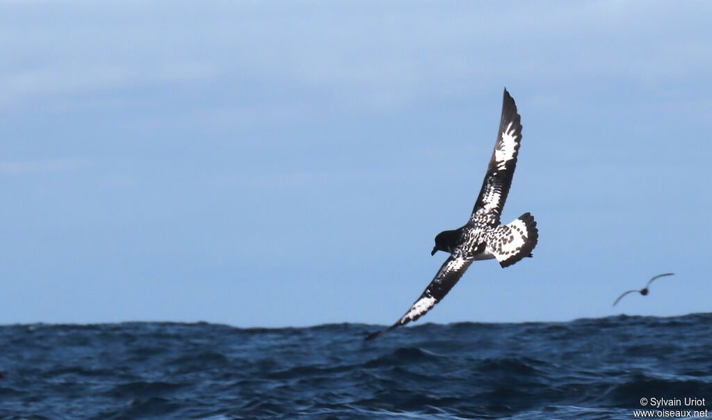 Cape Petreladult