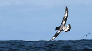 Cape Petrel