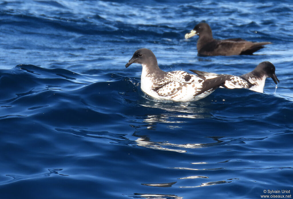 Cape Petreladult