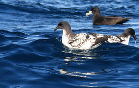 Cape Petrel