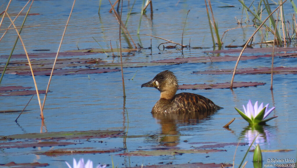 Dendrocygne à dos blancadulte