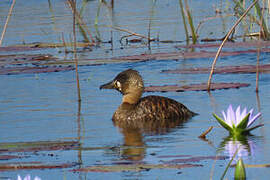 White-backed Duck