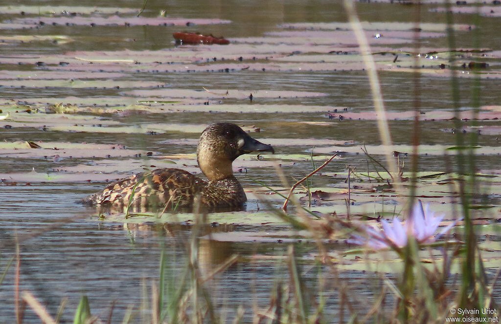 Dendrocygne à dos blancadulte