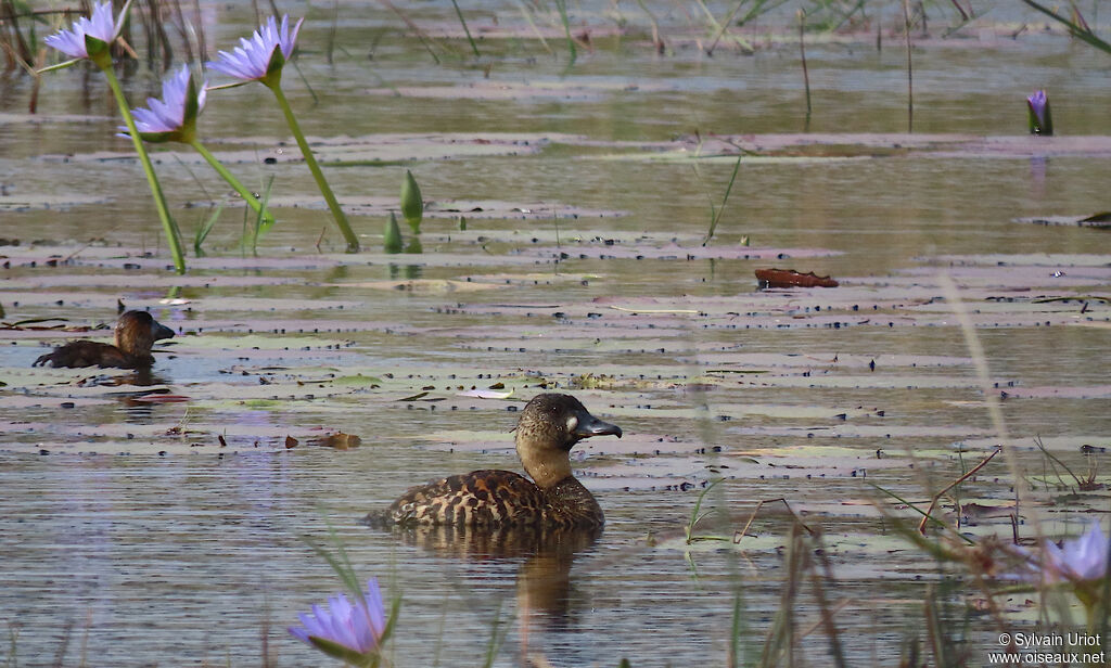 Dendrocygne à dos blancadulte