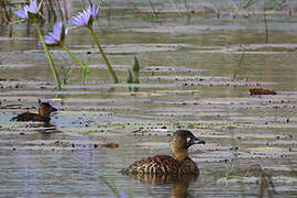 White-backed Duck